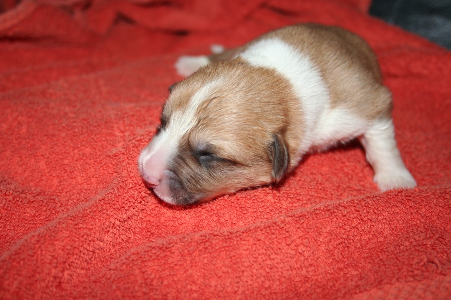 Puppies